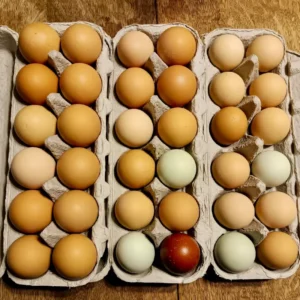 Farm Fresh Egg Weekly Subscription