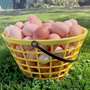 Soy Free Farm Fresh Eggs
