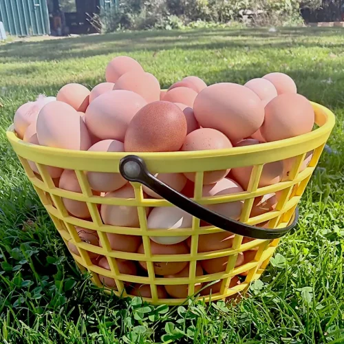 farm fresh eggs basket