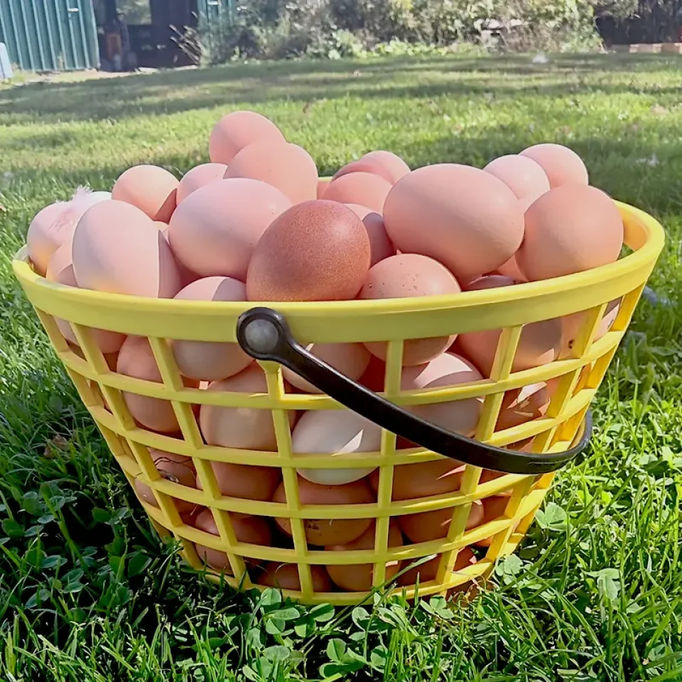 farm fresh eggs basket