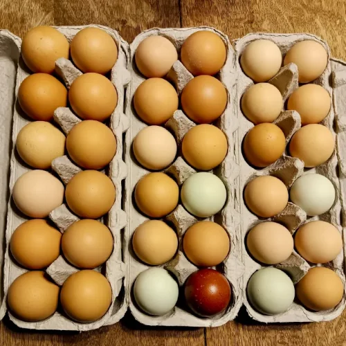 farm fresh eggs